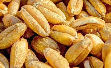 Пшеничени зърна